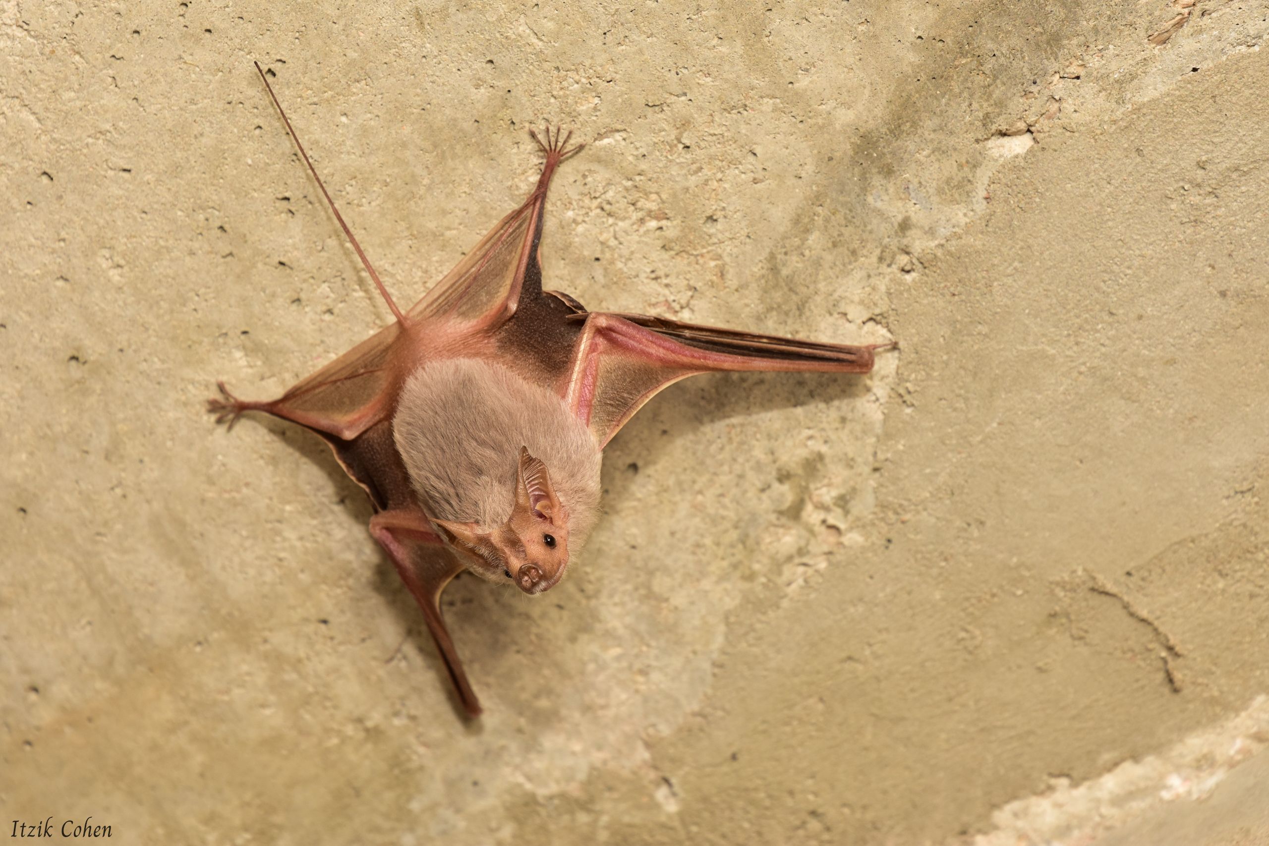 Wildlife Study 002 by Itzik Cohen