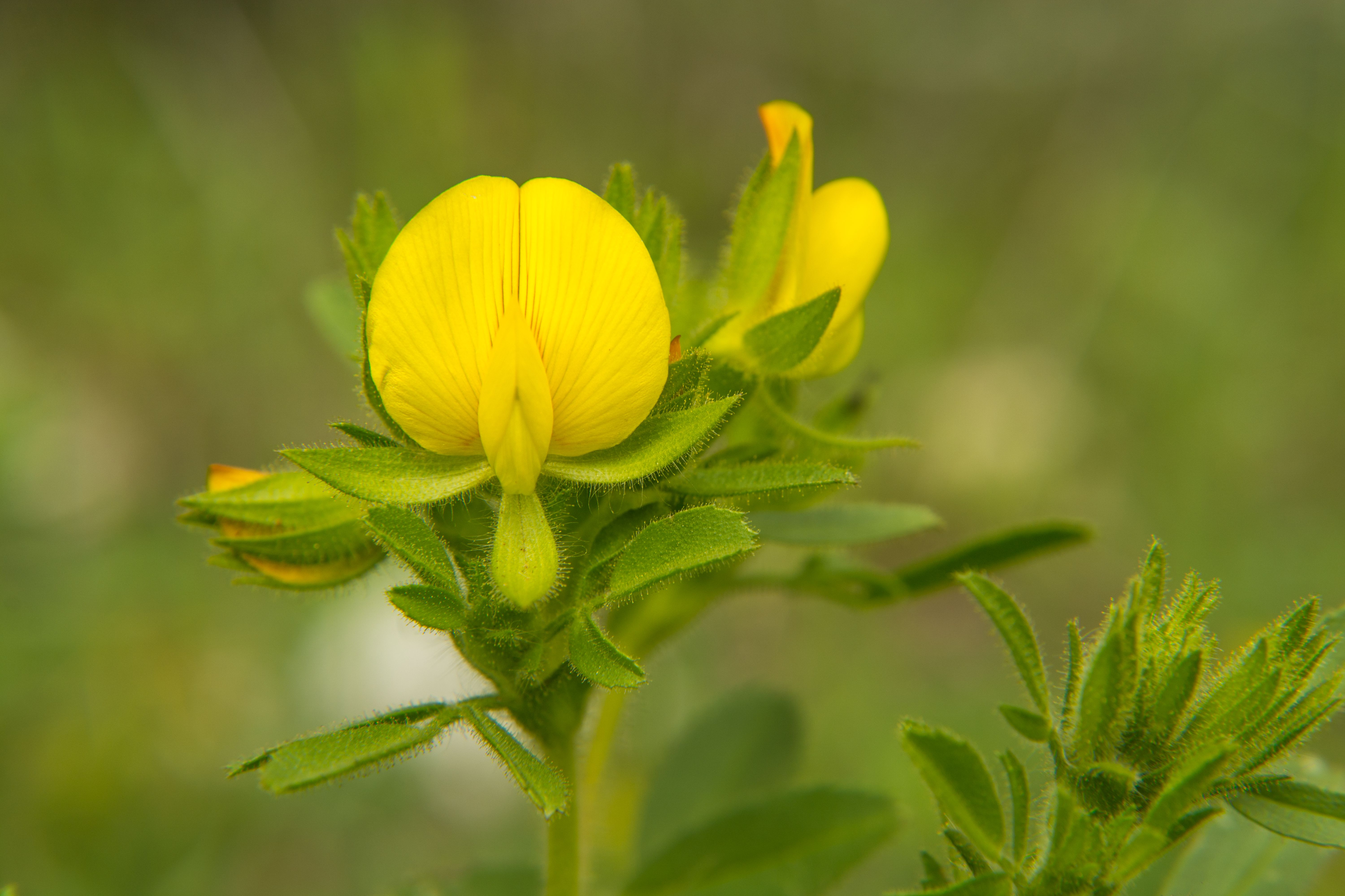 Flora Study 008 by Itzik Cohen