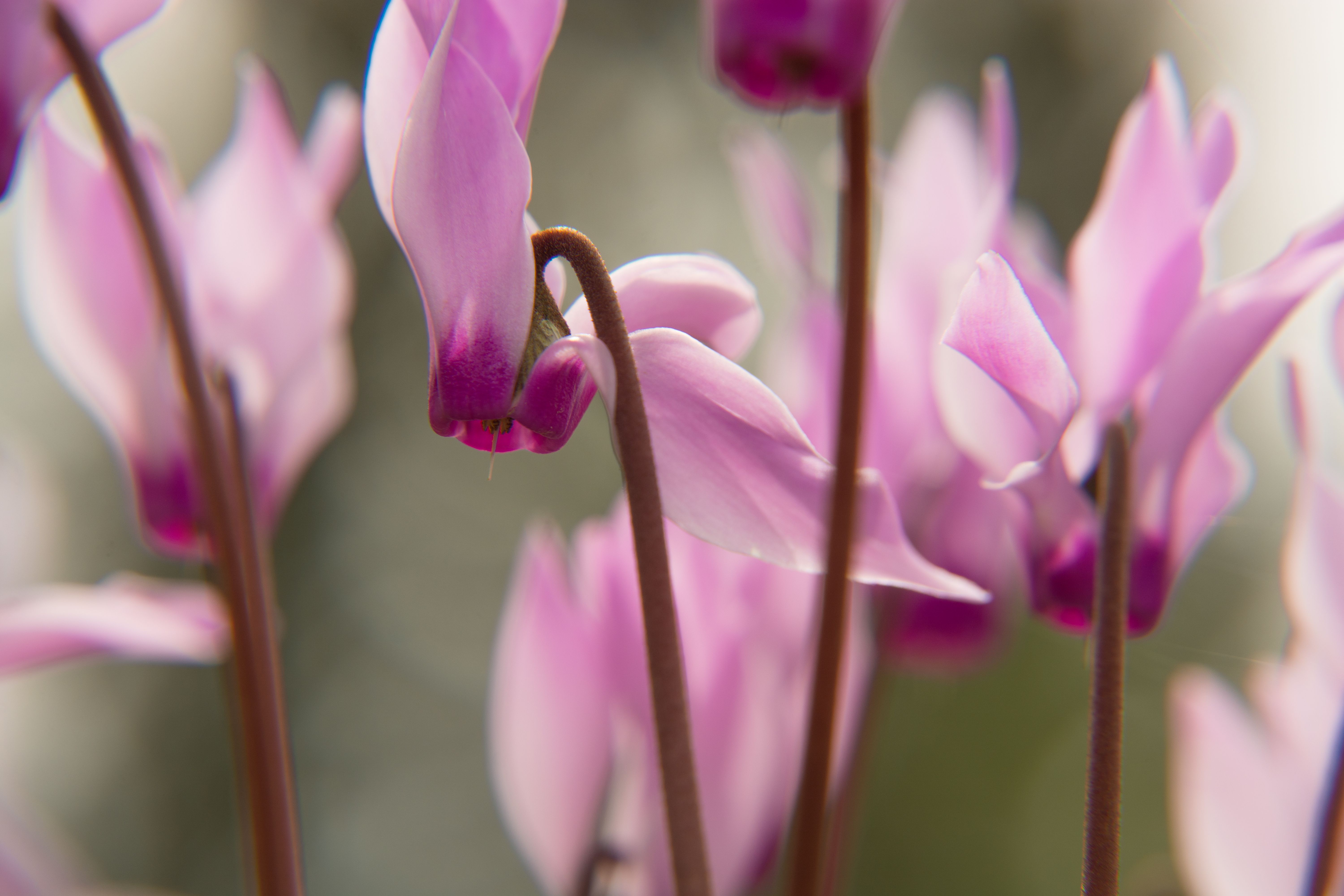Flora Study 003 by Itzik Cohen