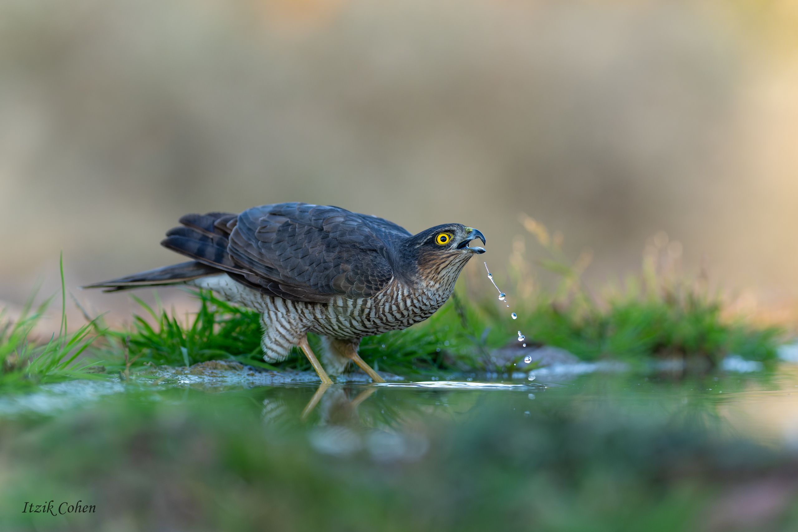 Euroasian Sparrowhawk