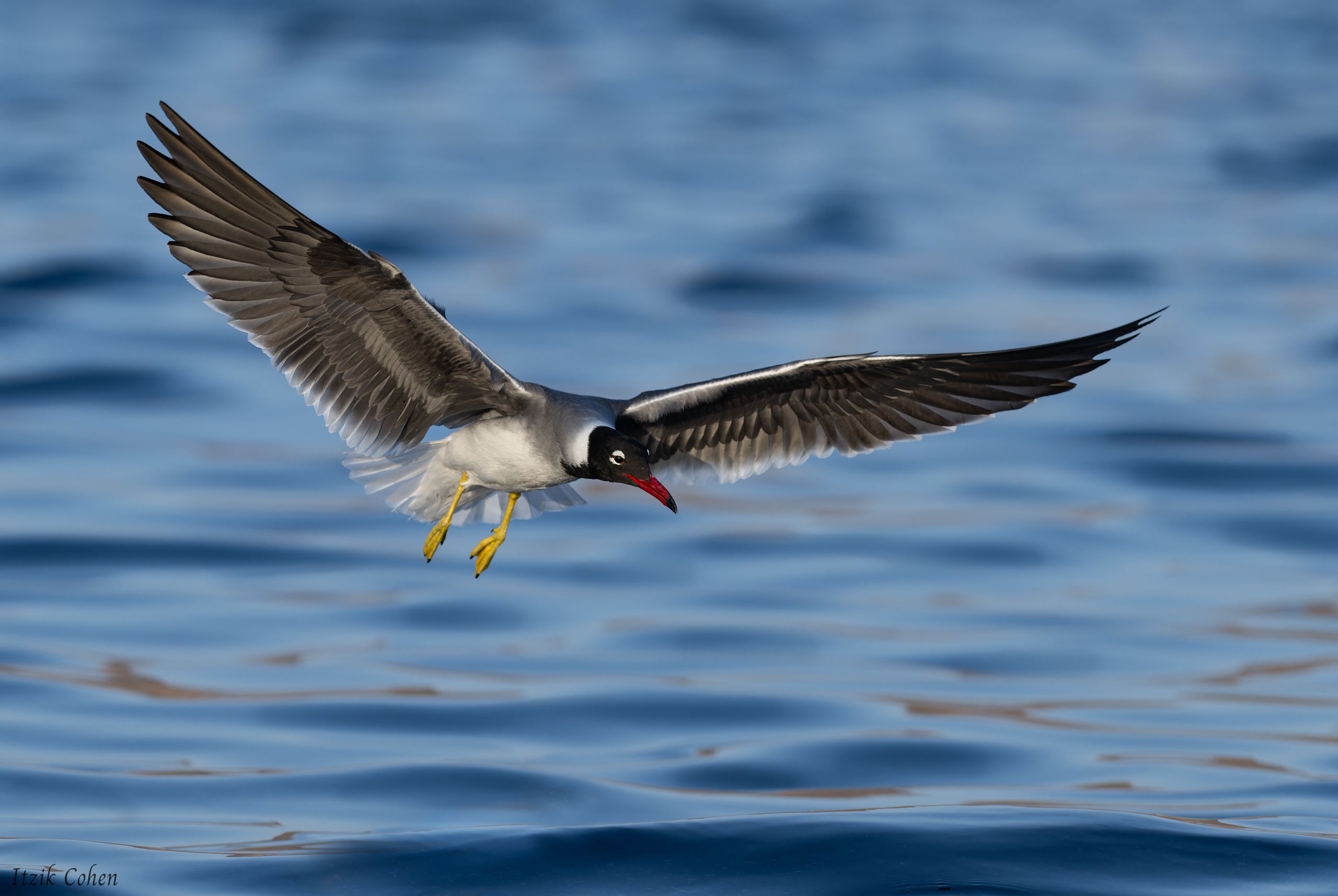 Bird Study 020 by Itzik Cohen