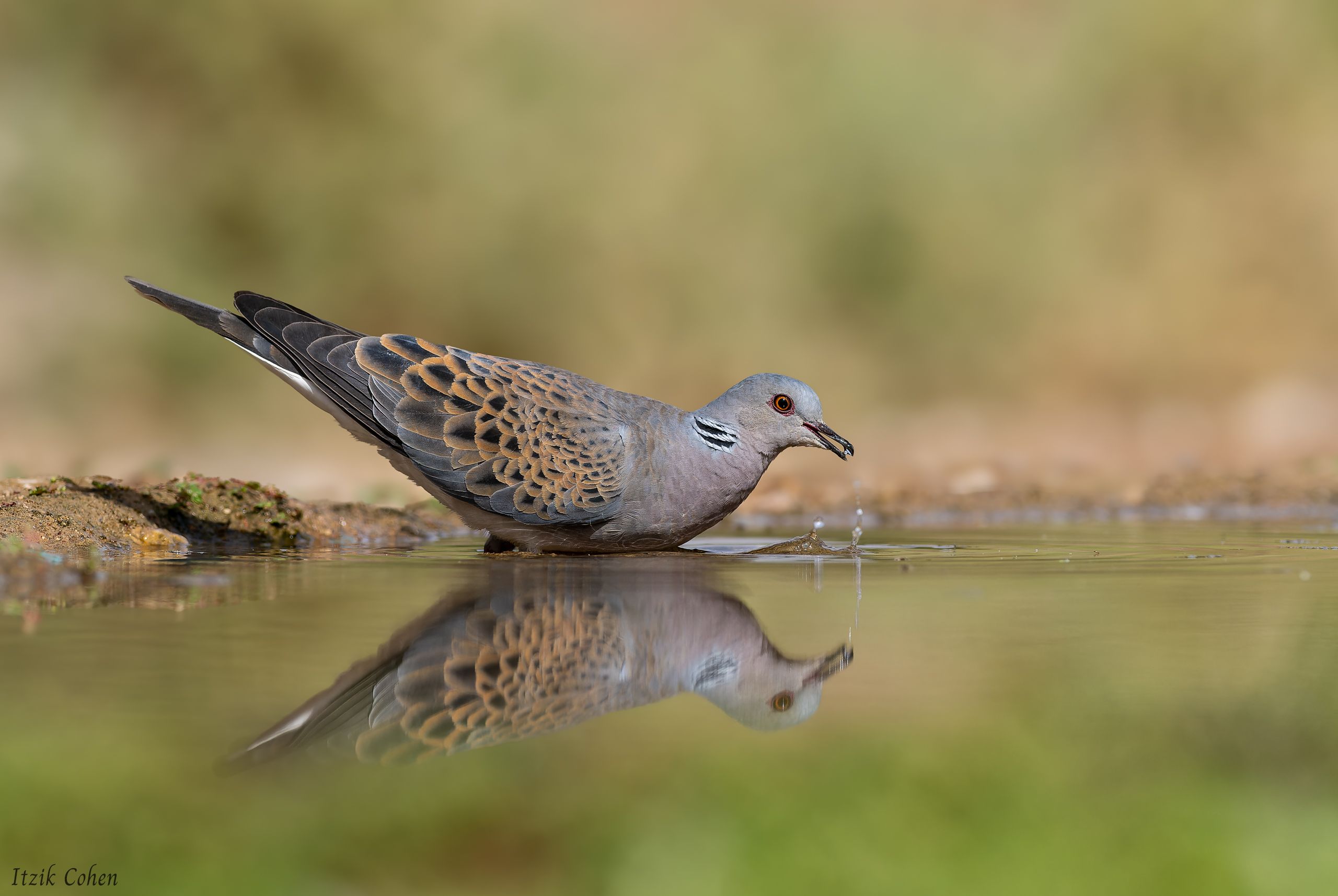 Bird Study 004 by Itzik Cohen