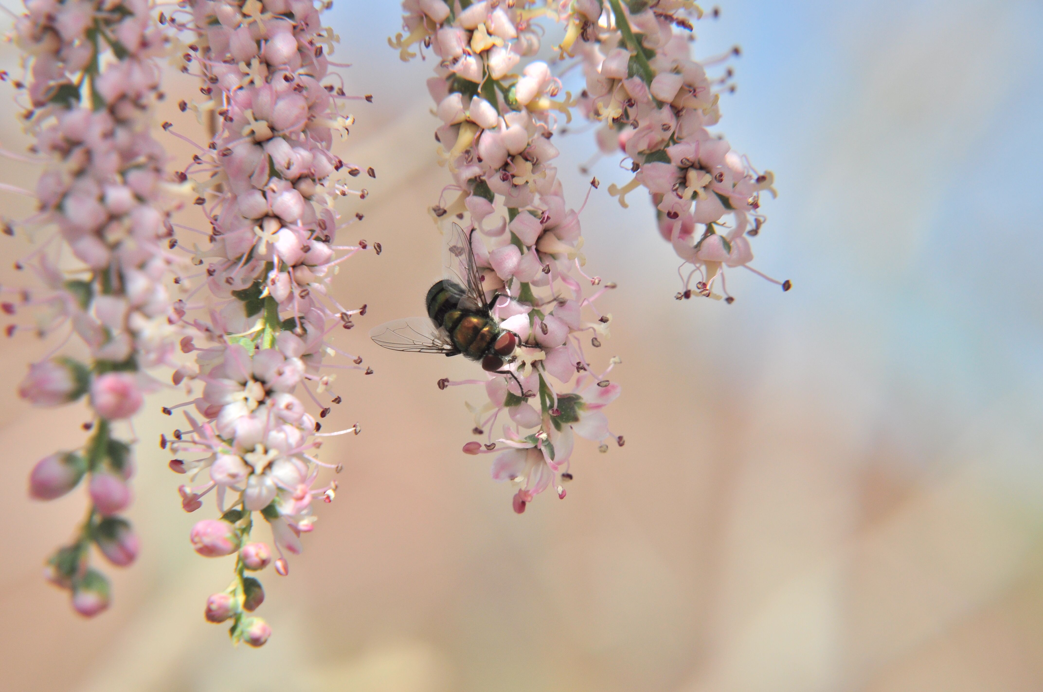 Flora Study 002 by Itzik Cohen