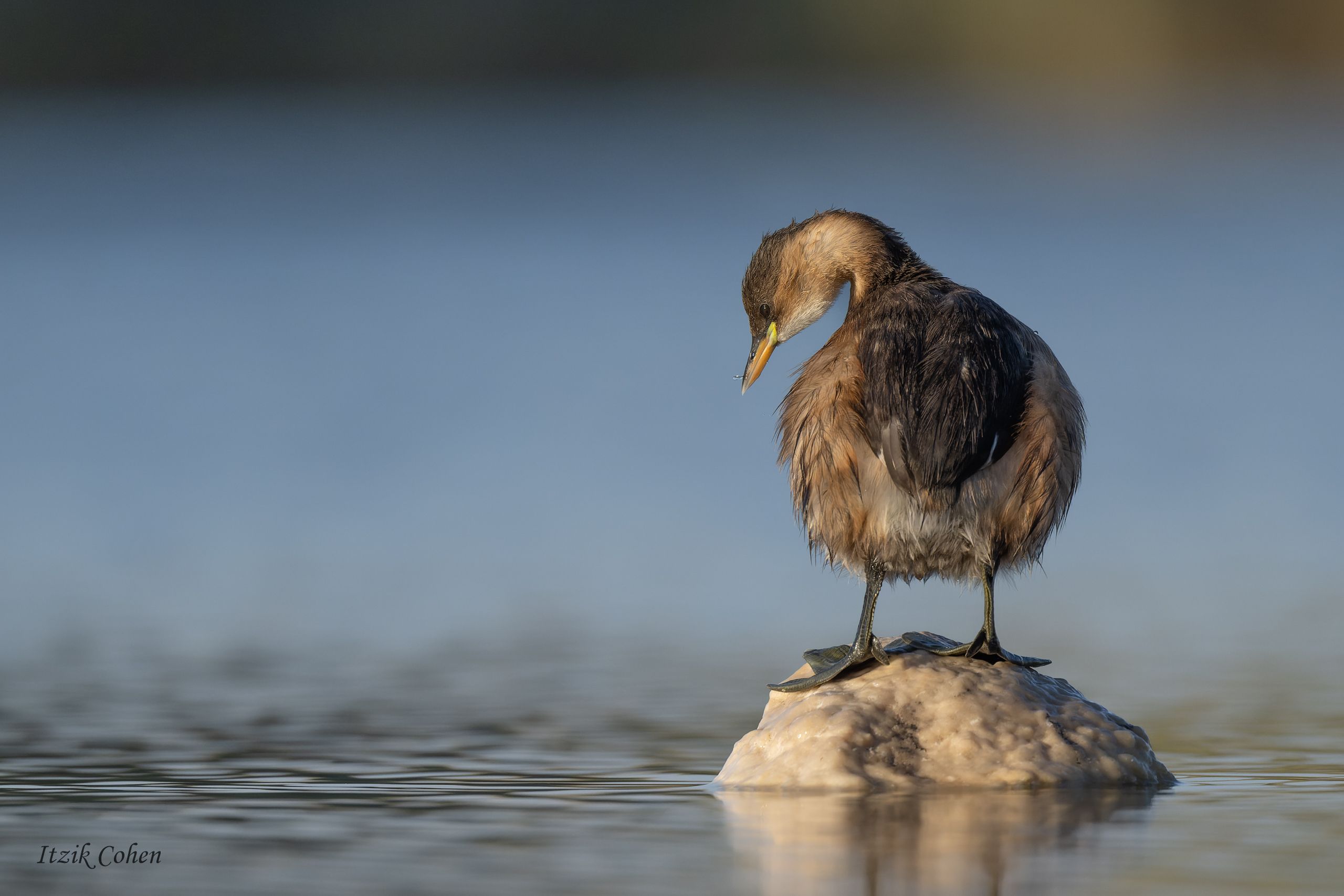 Birds category cover