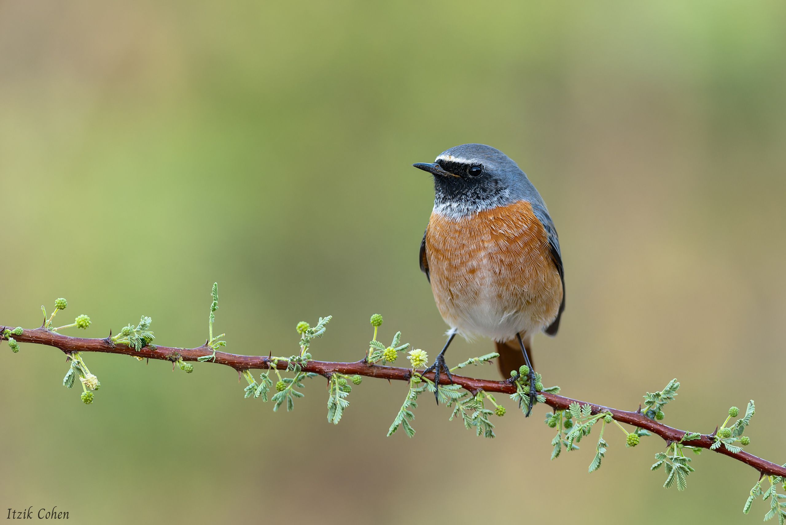 Bird Study 025 by Itzik Cohen