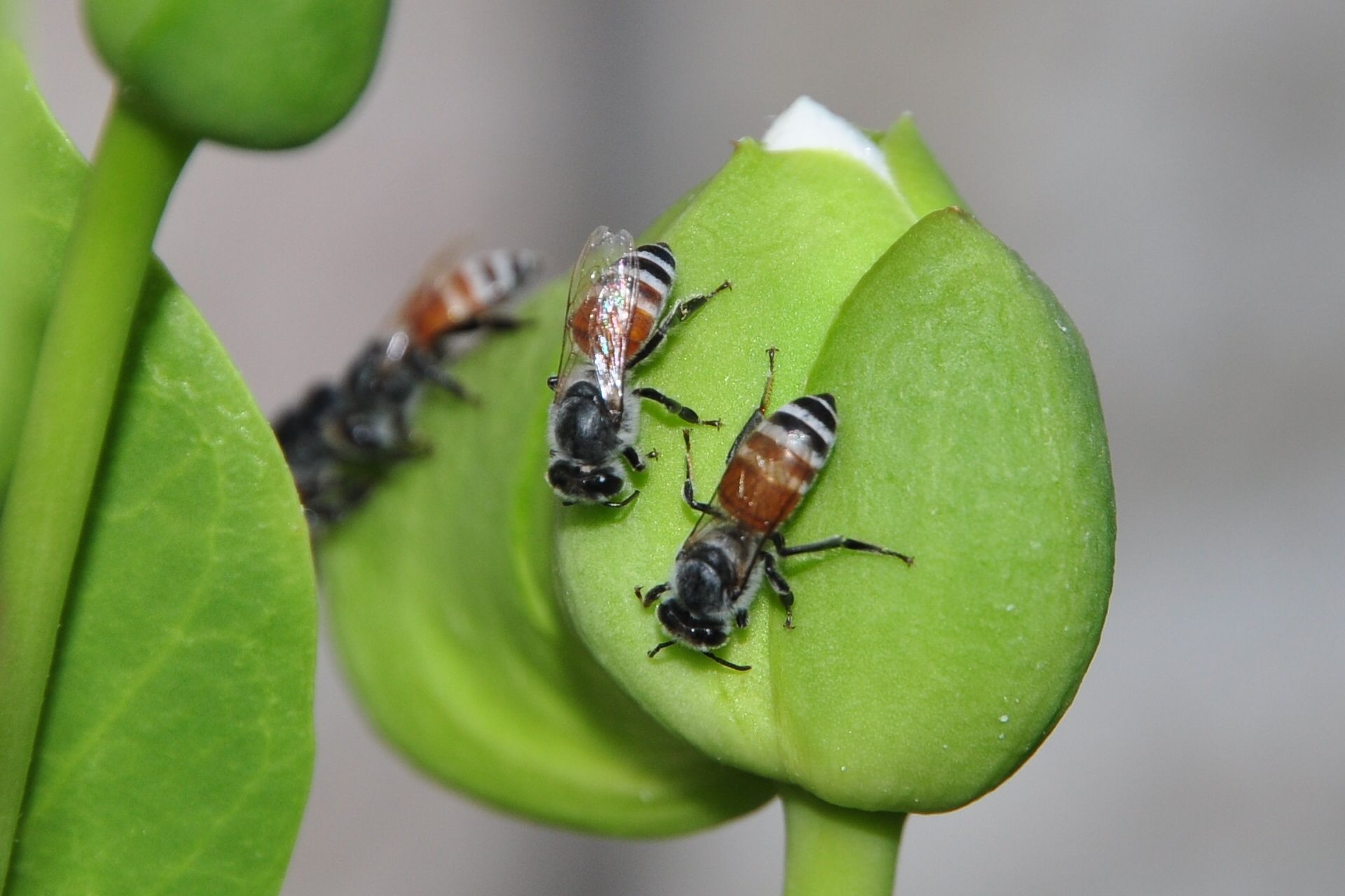 Flora category cover