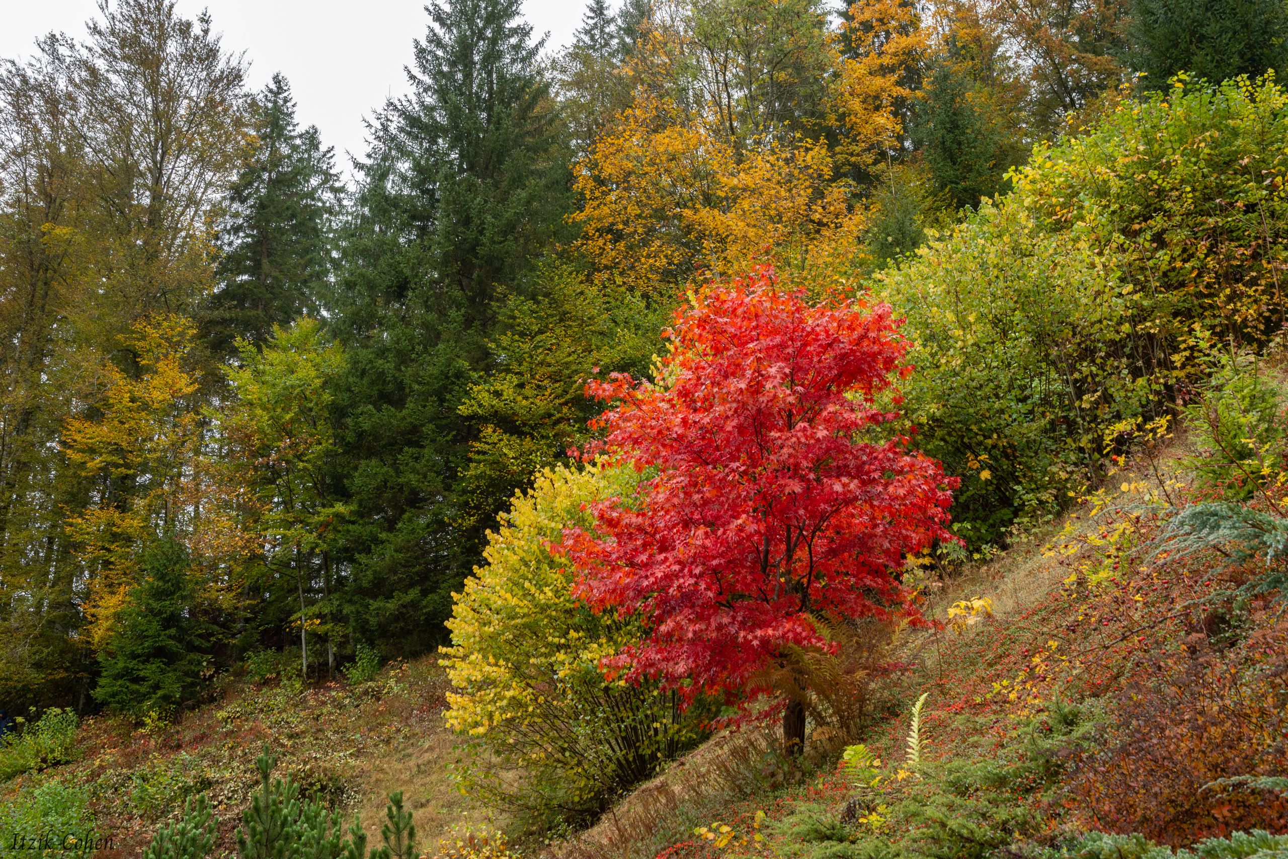 Landscape Study 001 by Itzik Cohen