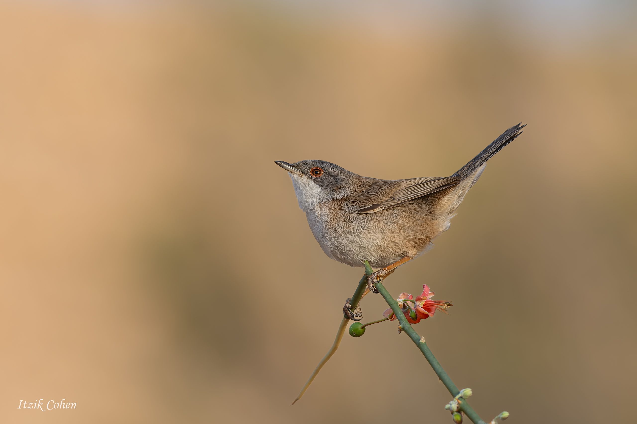 Bird Study 006 by Itzik Cohen
