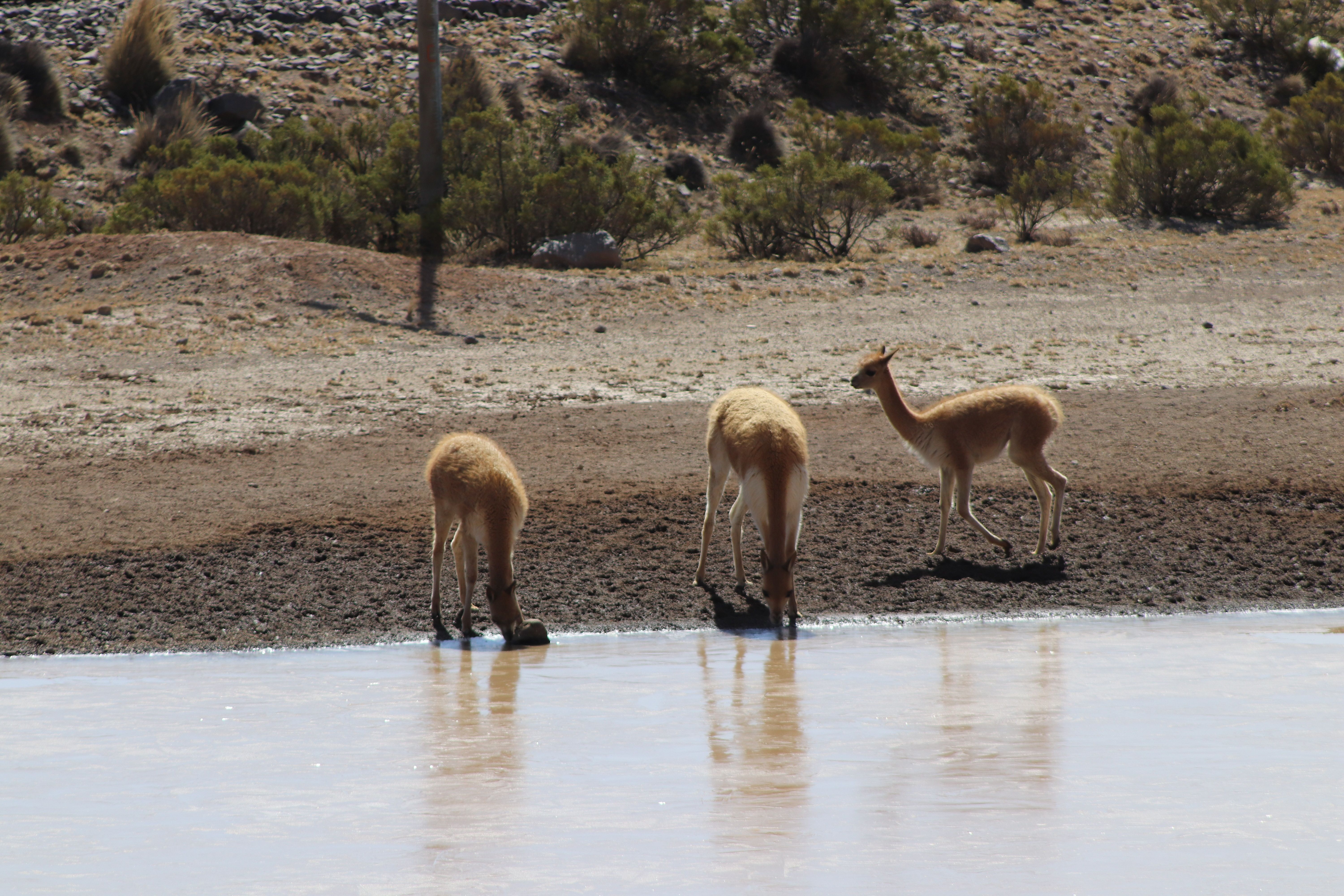 Cover image for Conservation of Vicuña in Chile