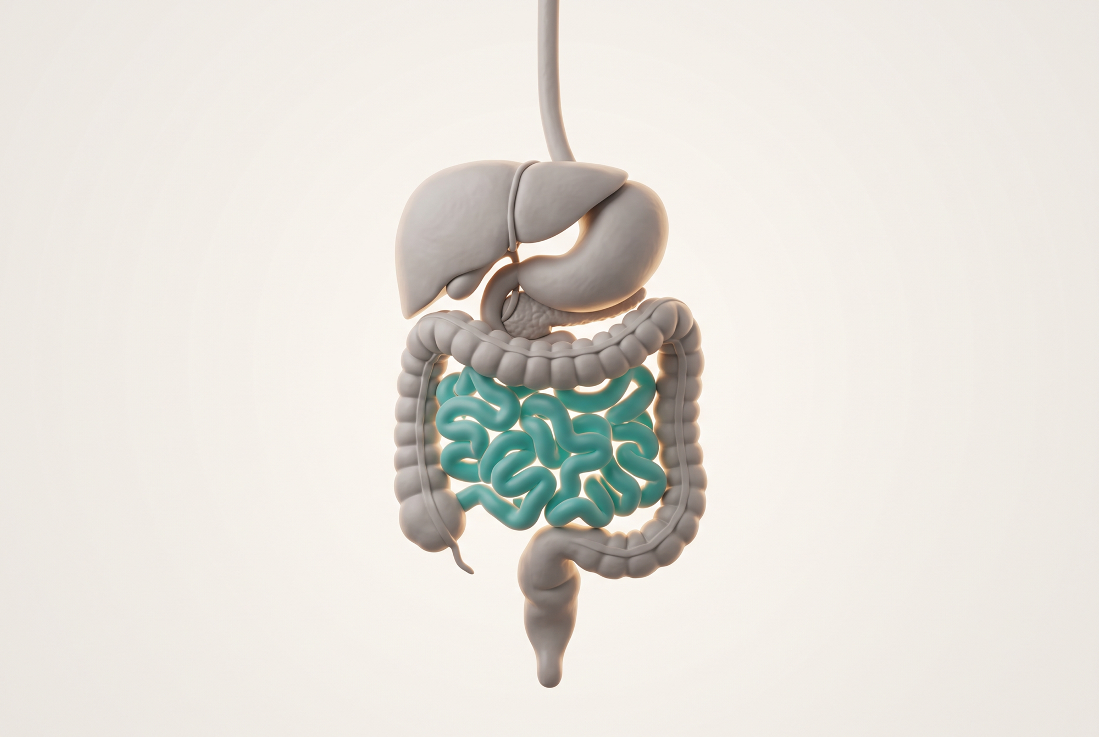 3D illustration of the digestive system with the small intestine highlighted in teal