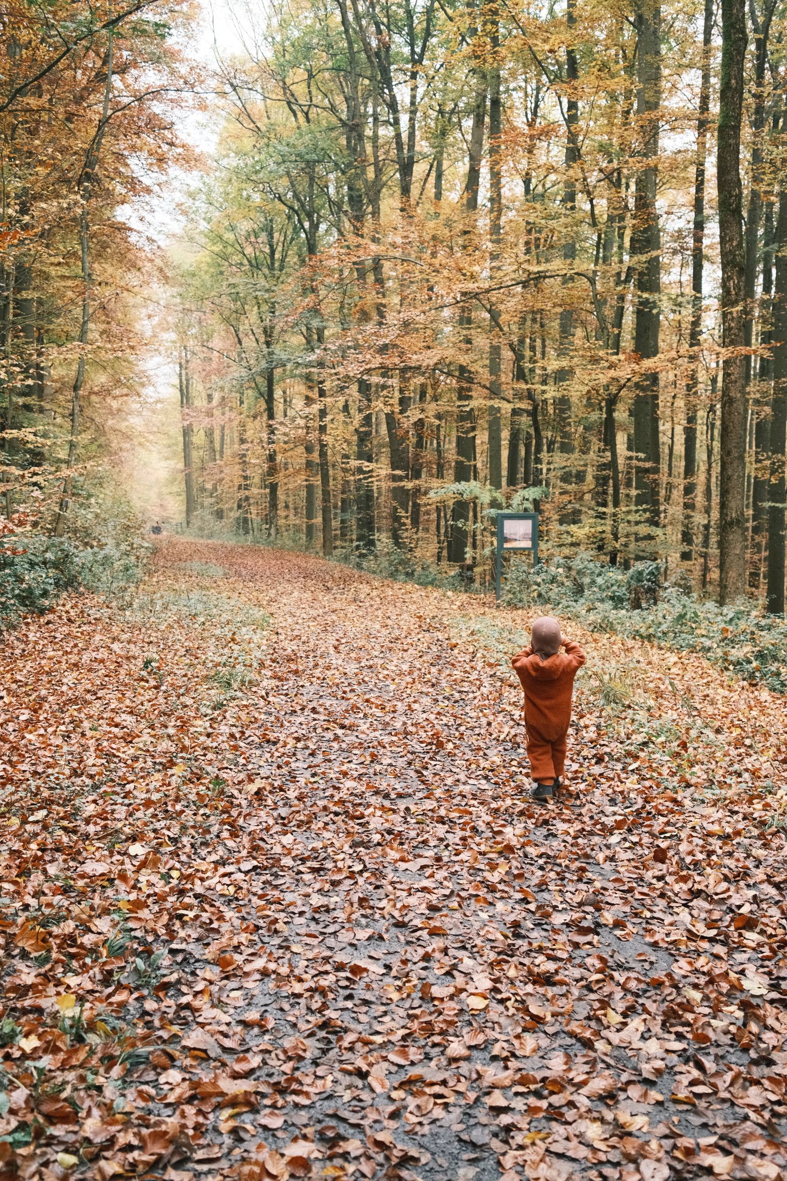 Fallen Leafs
