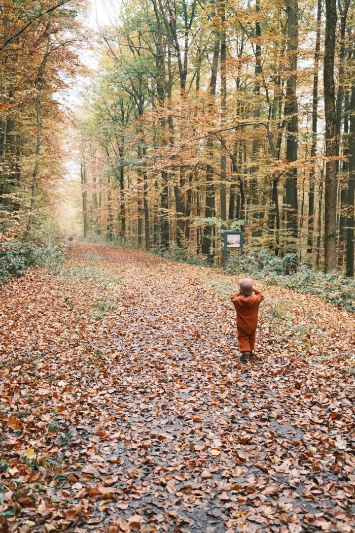 Fallen Leafs