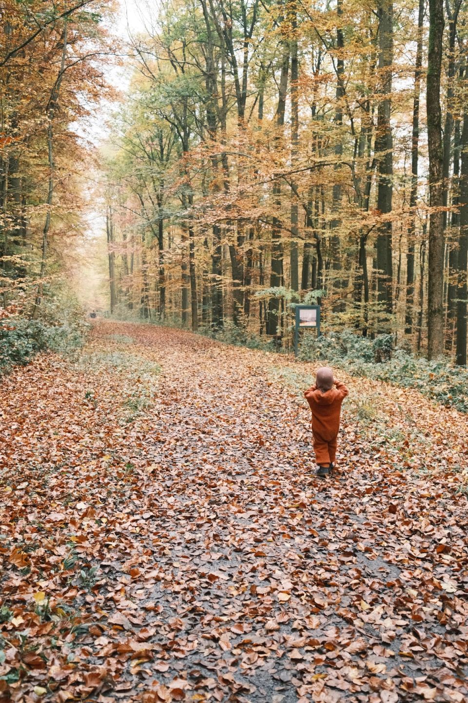 Fallen Leafs