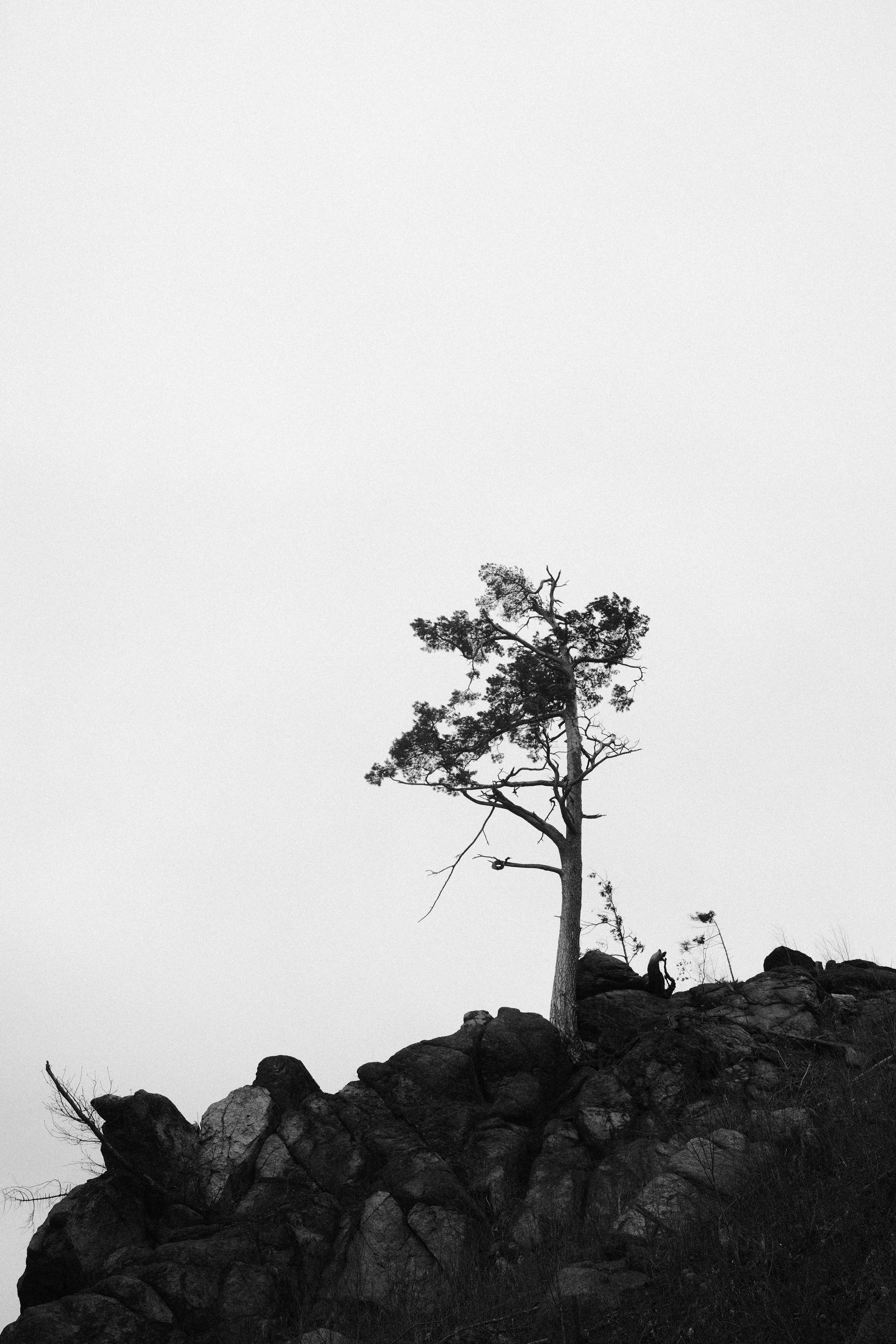 Lonely Tree