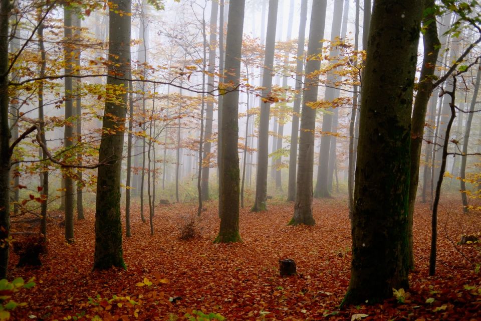 View in Forrest