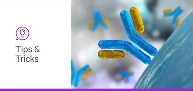 Glycans and B-cells: How glycans influence adaptive immunity