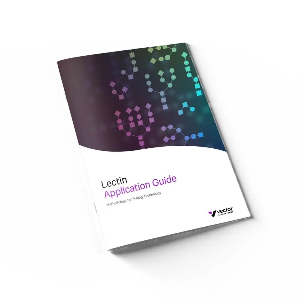 3D Mockup Lectin Guide
