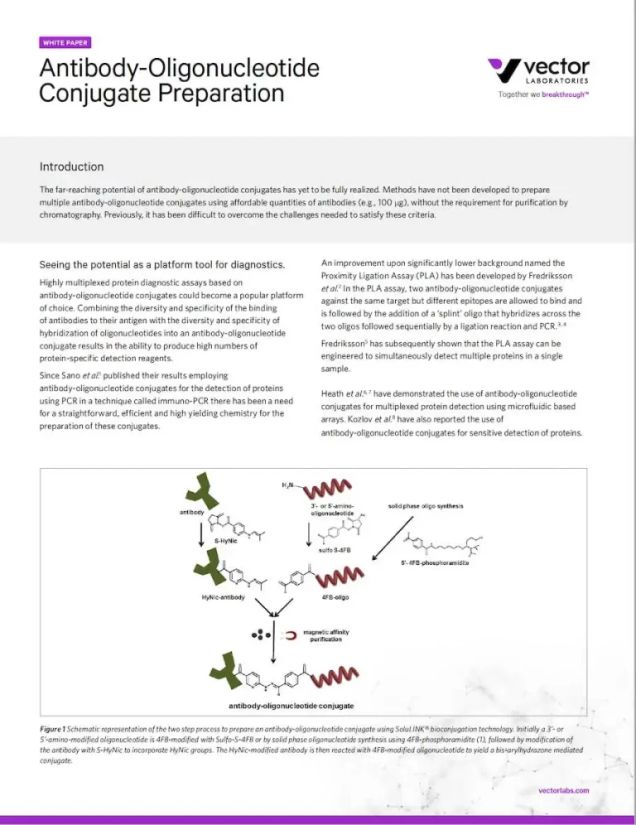 Antibody‐Oligonucleotide Conjugate Preparation