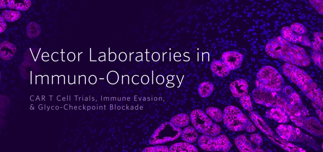 Vector Laboratories in Immuno-Oncology: CAR T Cell Trials, Immune Evasion, & Glyco-Checkpoint Blockade