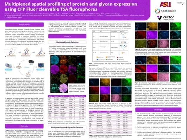 Multiplexed spatial profiling of protein and glycan expression using CFP Fluor cleavable TSA fluorophores