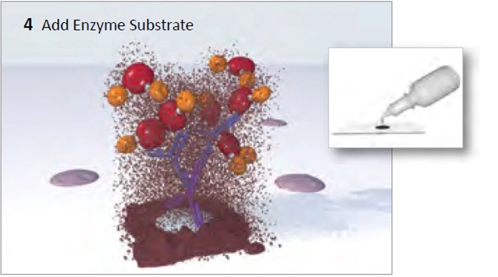vectastain abc system img4