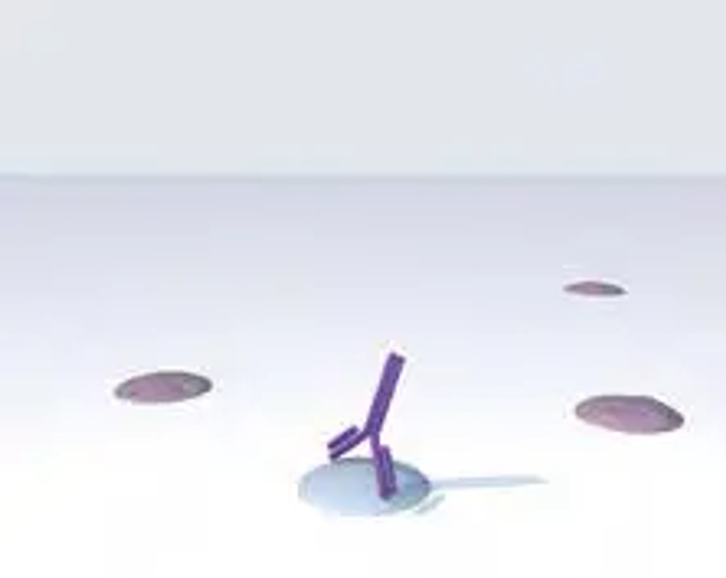 Immpress polymer kits Add Primary Antibody 1