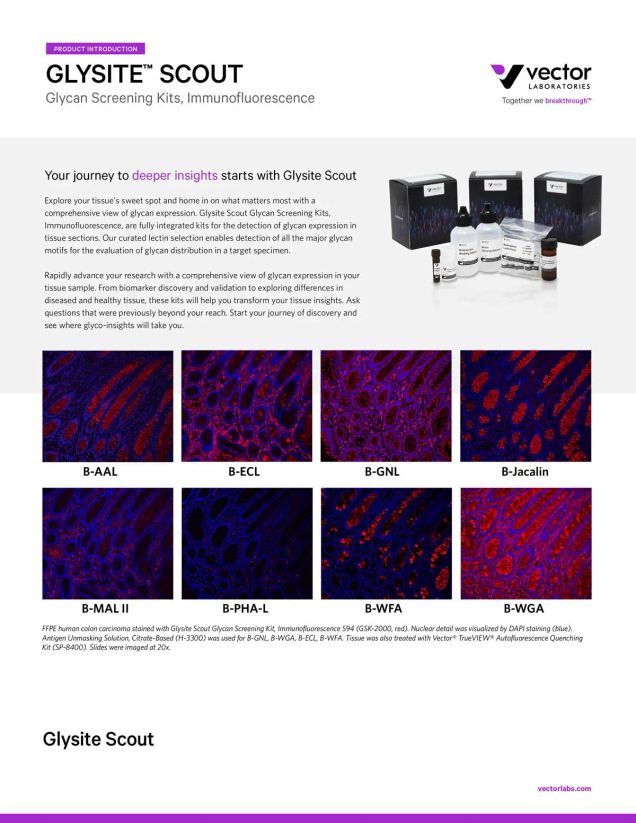 Glysite™ Scout Glycan Screening Kit, Immunofluorescence