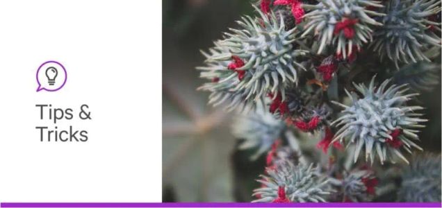 Lectins 101: How Plant Lectins Can Accelerate Cancer Biomarker Discovery