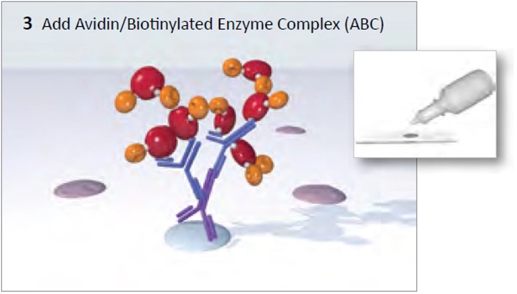 vectastain abc system img3