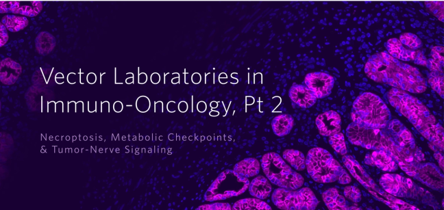 Vector Laboratories in Immuno-Oncology, Part 2: Necroptosis, Metabolic Checkpoints, & Tumor-Nerve Signaling