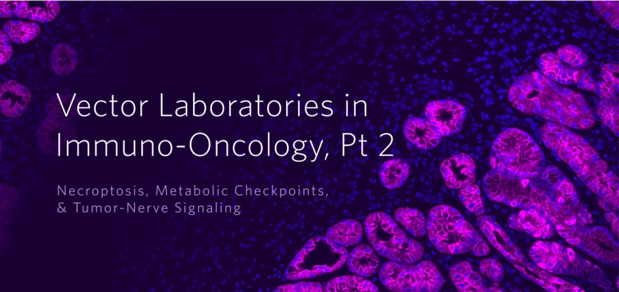 Vector Laboratories in Immuno-Oncology, Part 2: Necroptosis, Metabolic Checkpoints, & Tumor-Nerve Signaling 2 Vector Laboratories in Immuno-Oncology, Part 2: Necroptosis, Metabolic Checkpoints, & Tumor-Nerve Signaling