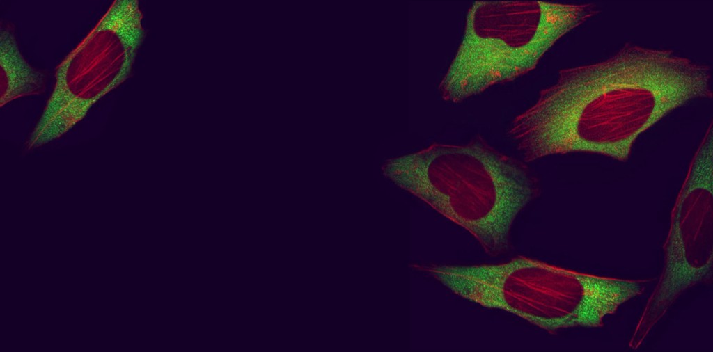 primary antibodies hero bckgrd2