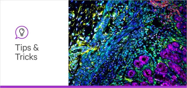 Behind the Scenes: The Making of VectaPlex™ Antibody Removal Kit