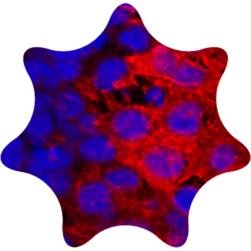 Ir dyes 1
