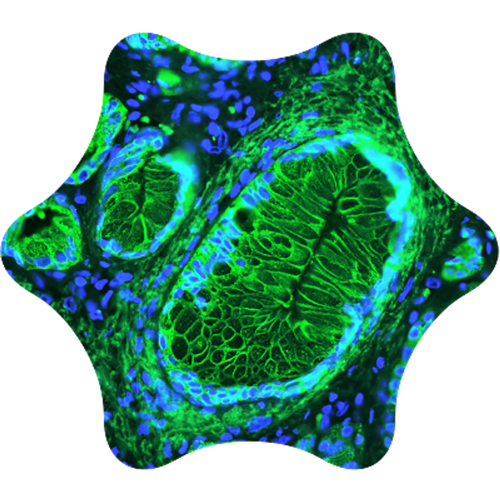 Fluorescence02 1