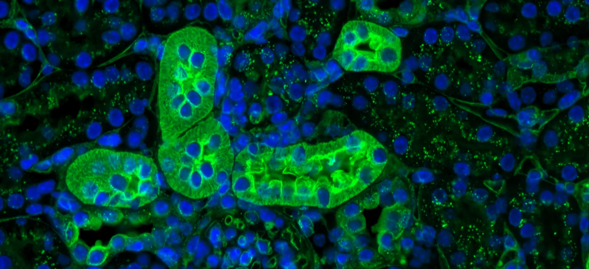 LectinGlycobiologyBanner