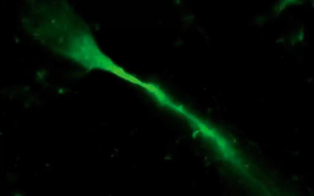 NeurobiotinPlus.1600px 1024x640 1
