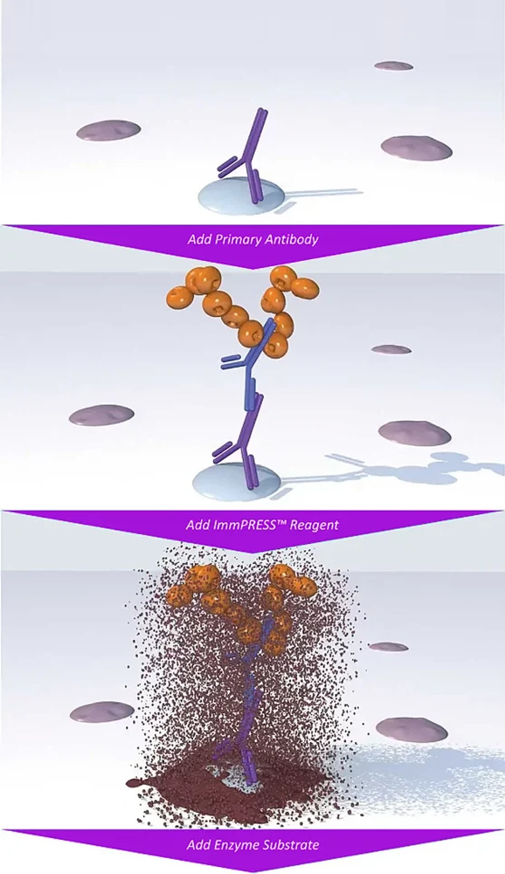 polymer sec antibodies One Step