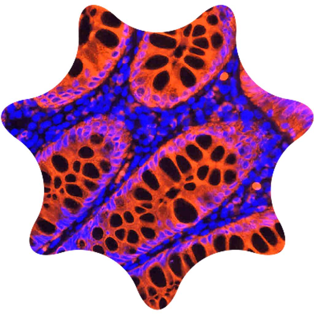 Cyanine Dyes 1