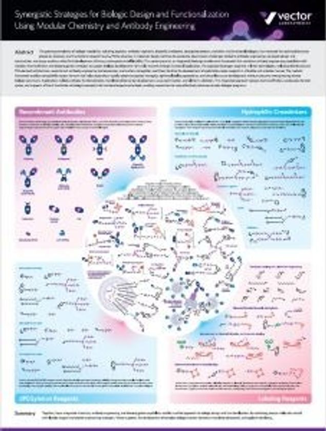 Synergistic Strategies for Biologic Design and Functionalization Using Modular Chemistry and Antibody Engineering