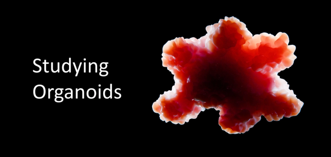 Organoid Blog Header
