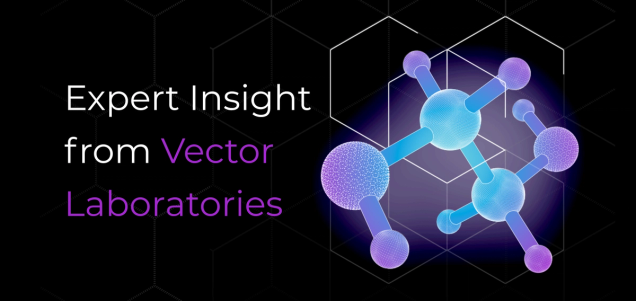 From Tumor Biology to Therapeutic Design: Expert Insights from Vector Laboratories