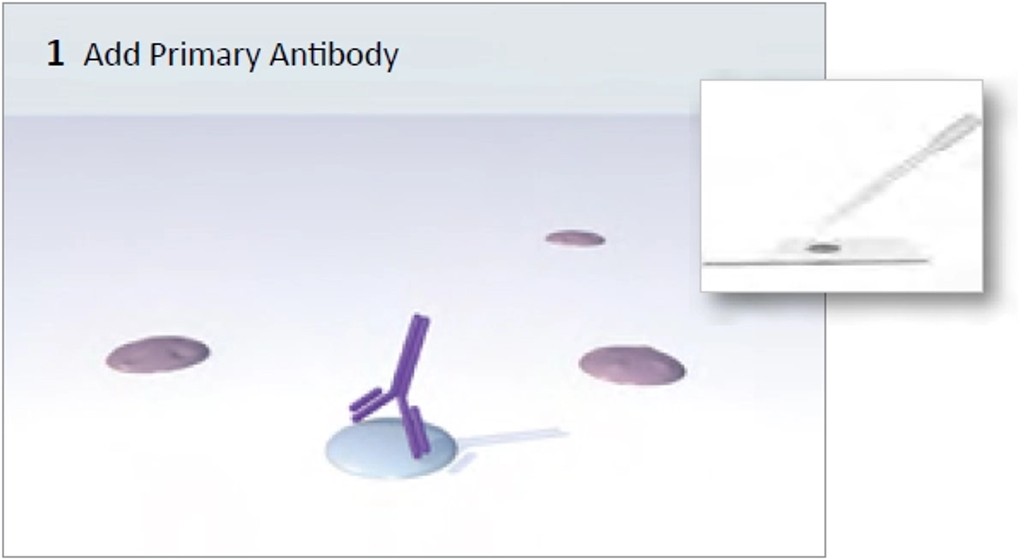 vectastain abc system img1