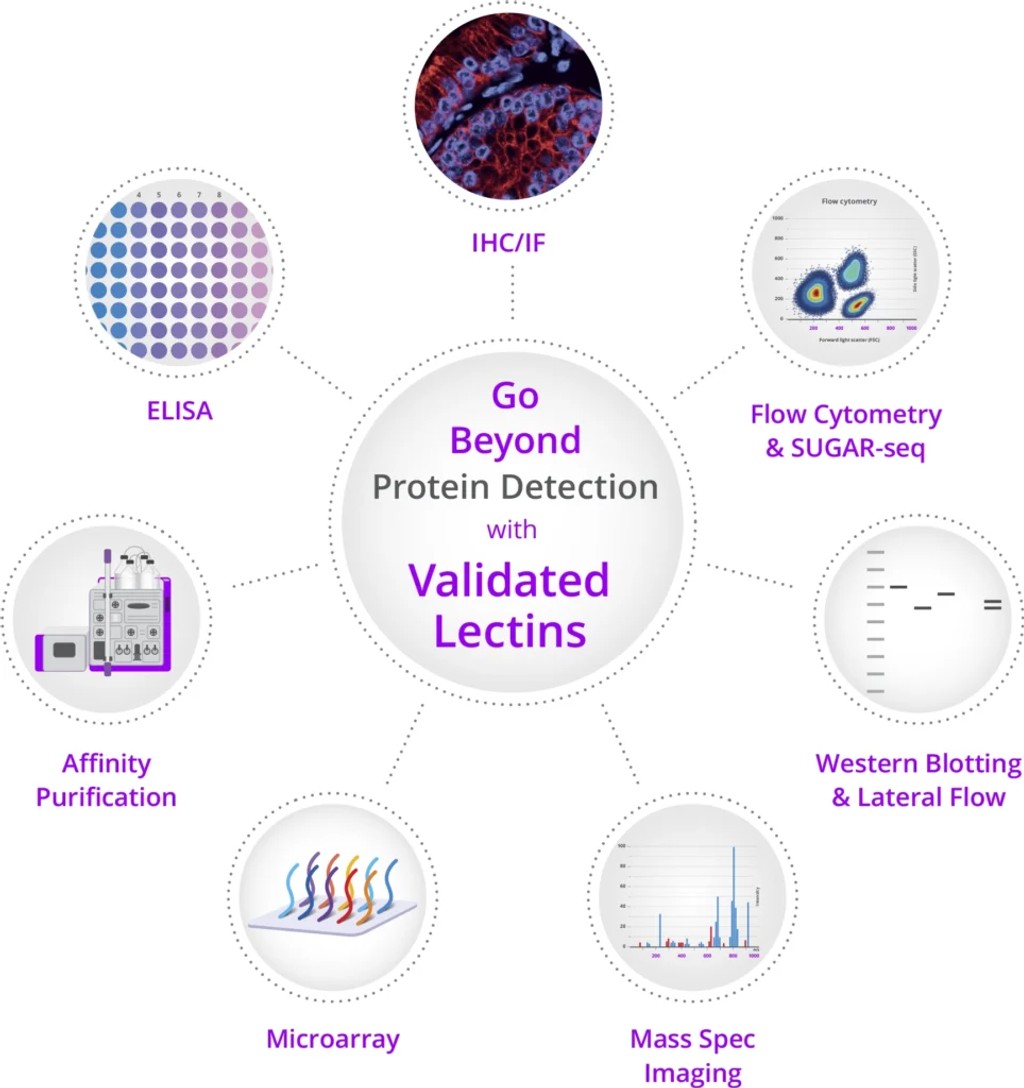lectins figure