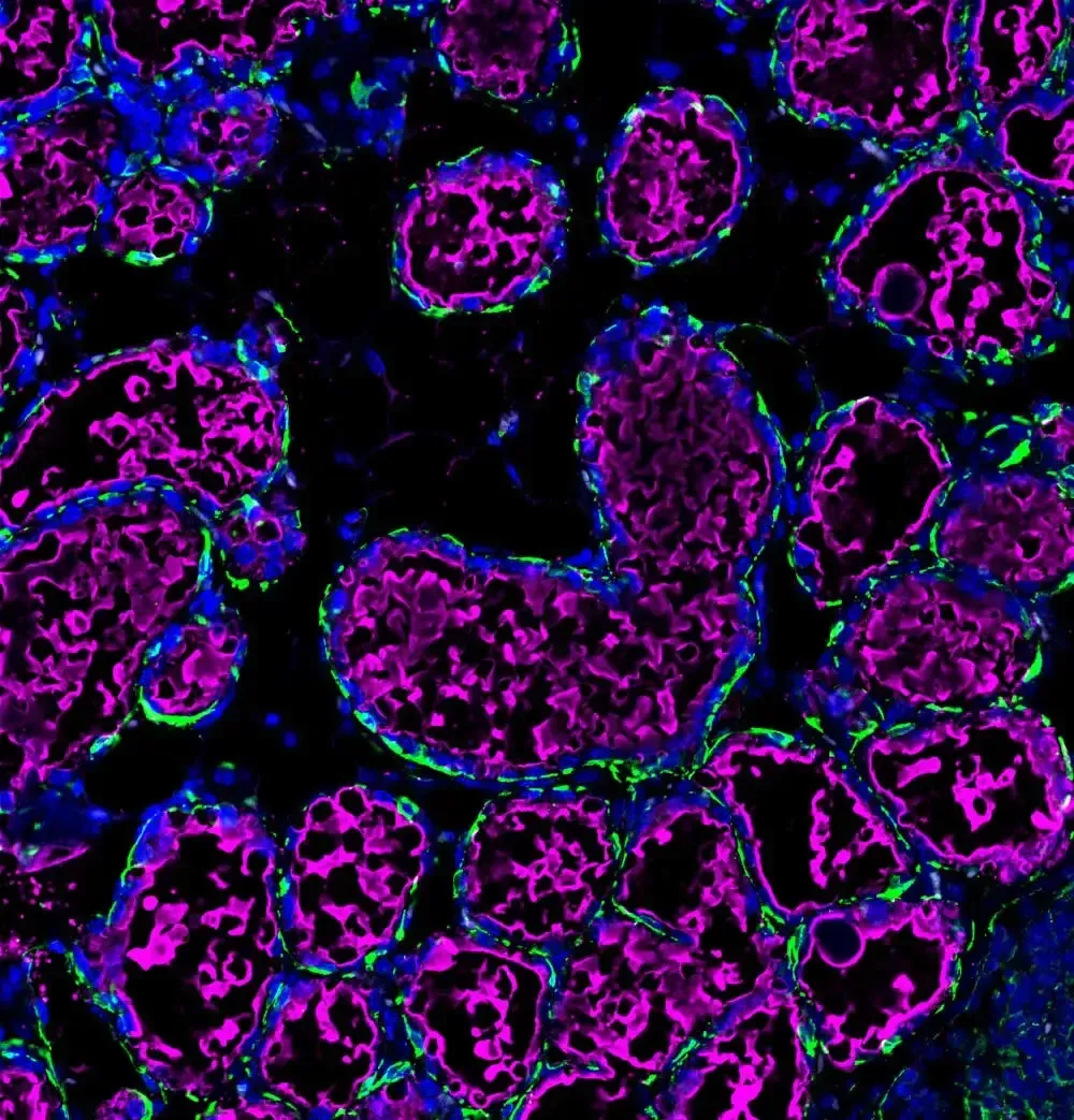 OscarCazares VectorLabs Cazares MilkStaining 2 OscarCazares VectorLabs Cazares MilkStaining 2