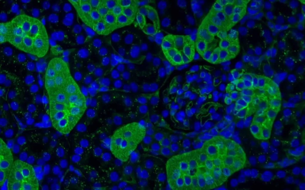 Glycobiology.GuideImage 1024x640 1