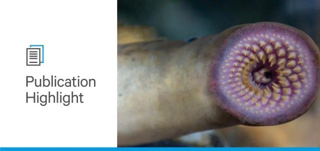 Sea Lamprey in Glycobiology: Anti-Glycan Reagents from the depths of the Atlantic Ocean