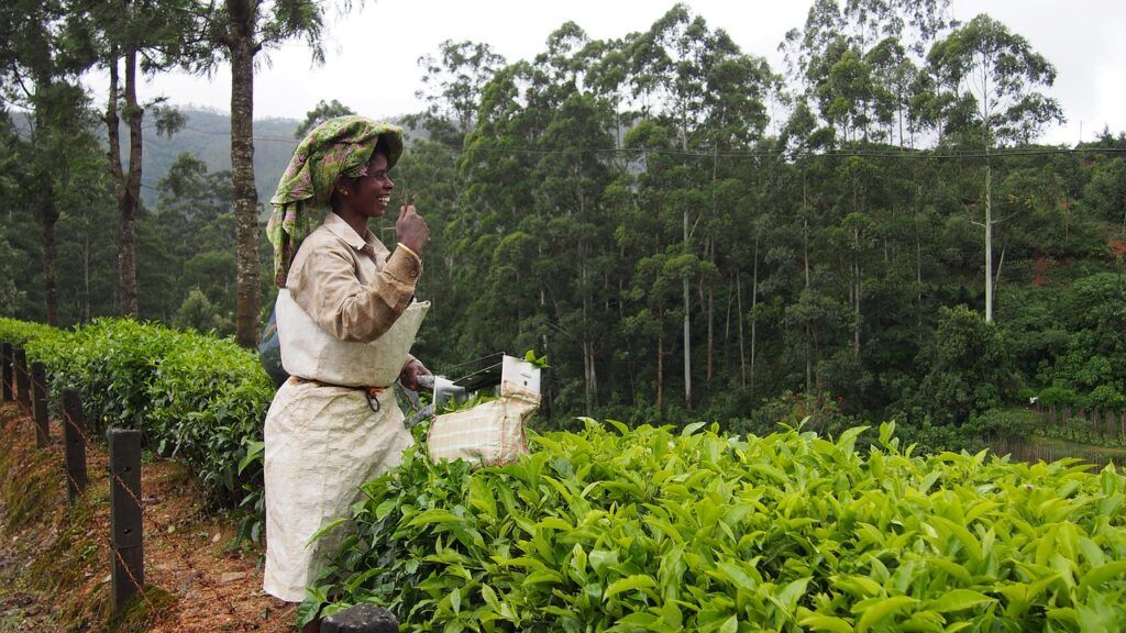 Tea Leaves