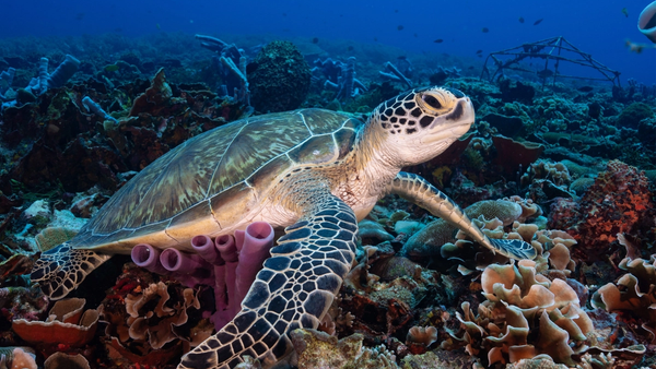 Odkrij Bali – vse za popolno tropsko izkušnjo