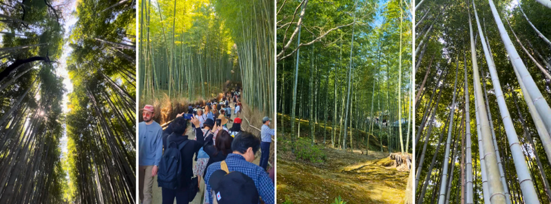 Arashiyama Bamboo Forest